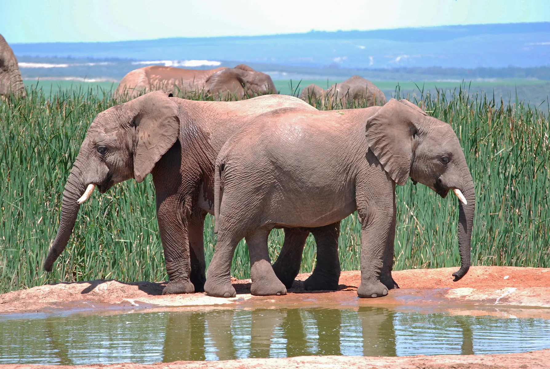 Addo Elephant National Park Map