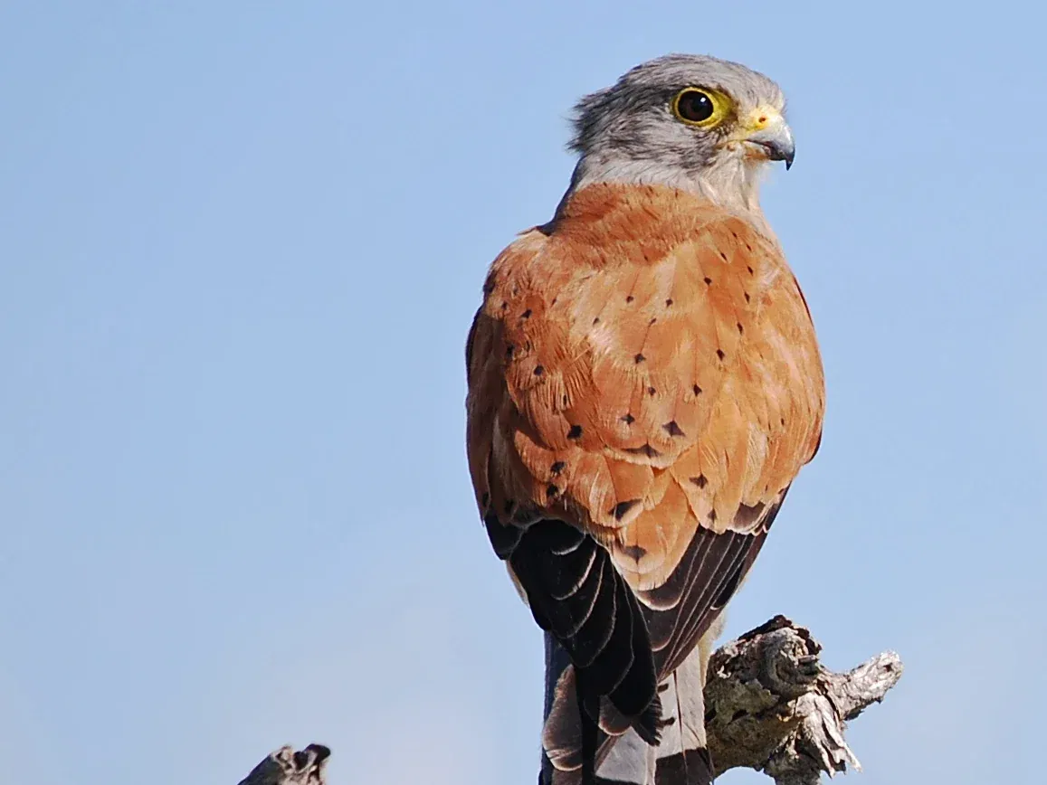 Greater Kestrel in Etosha National Park
