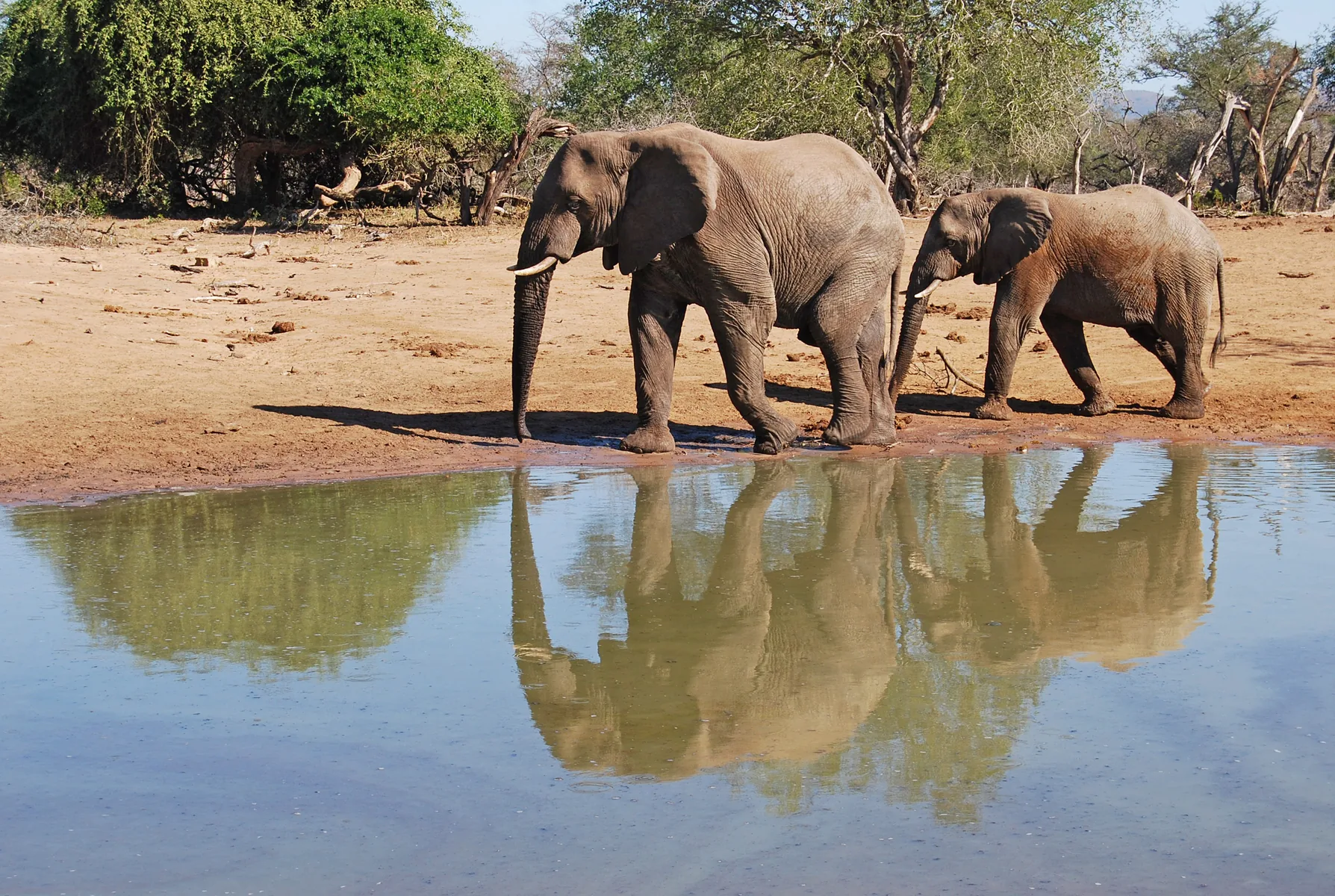 Elephant in a Southern African wildlife reserve