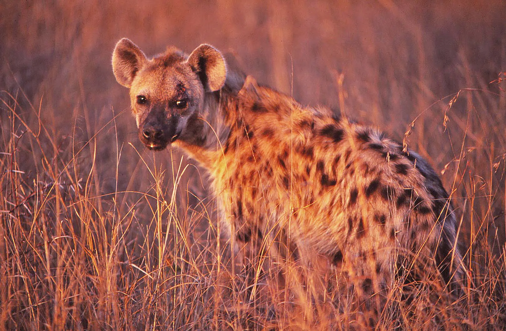 Kruger National Park