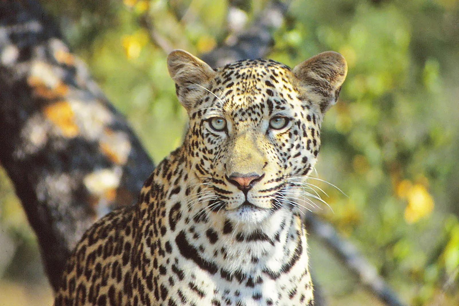 Leopard in Kruger National Park