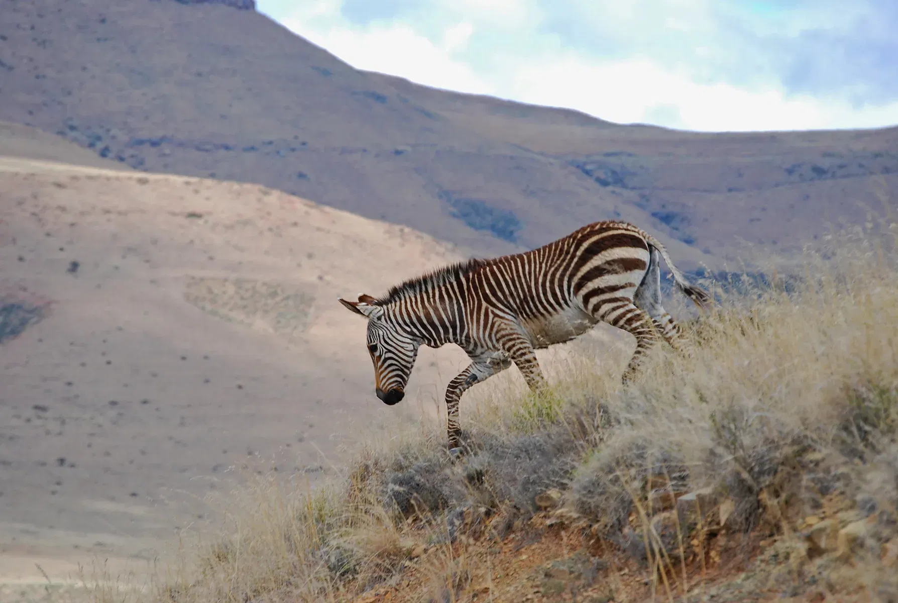 Cape mountain zebra in Mountain Zebra National Park