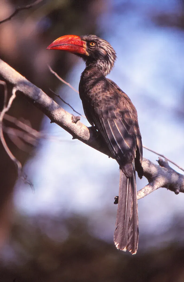 Zululand & Maputaland Reserves